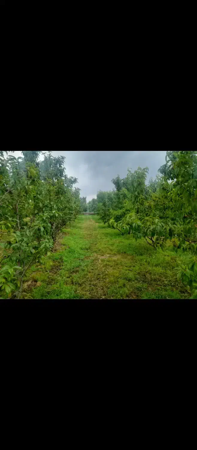 باغ نقلی|فروش خانه و ویلا|میاندوآب, |دیوار