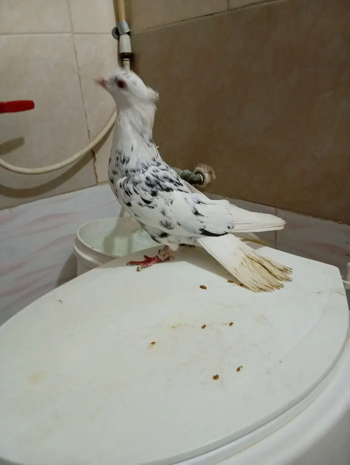 کبوتر هوای نر ۲۰۰|پرنده|شیراز, کوشک میدان|دیوار