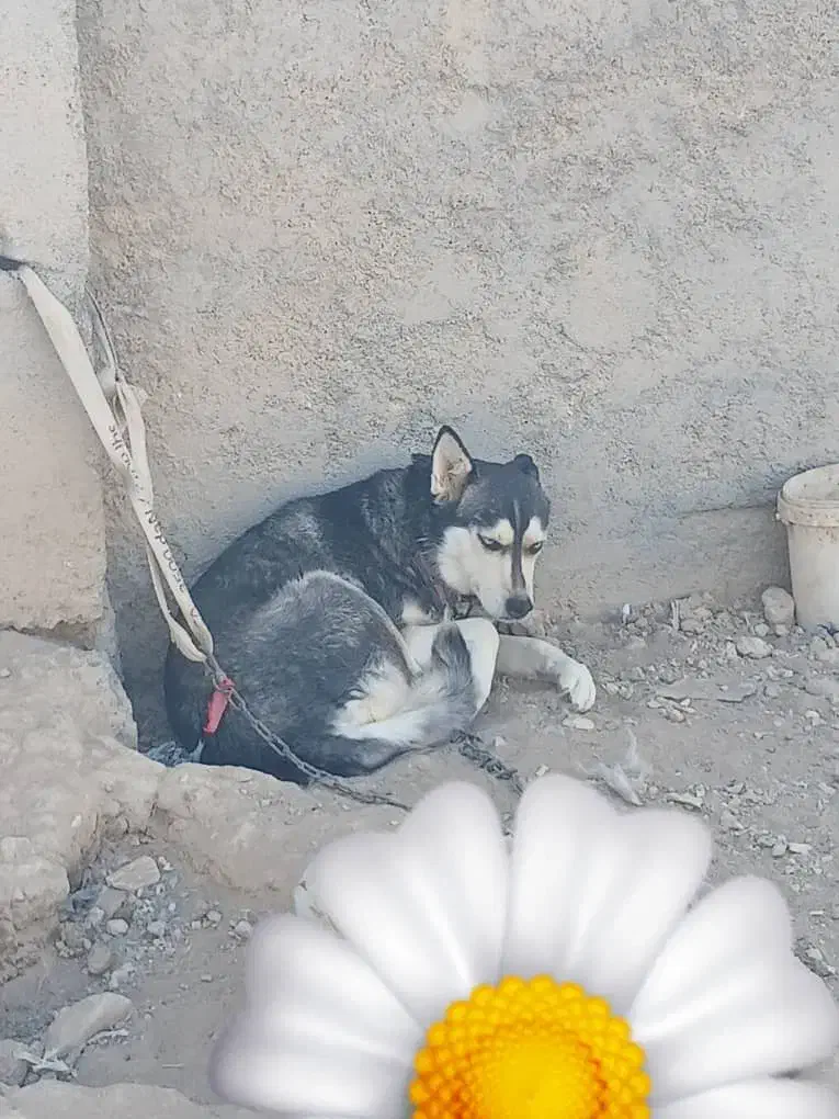 سگ هاسکی|سگ|نجف‌آباد, رحمت آباد|دیوار