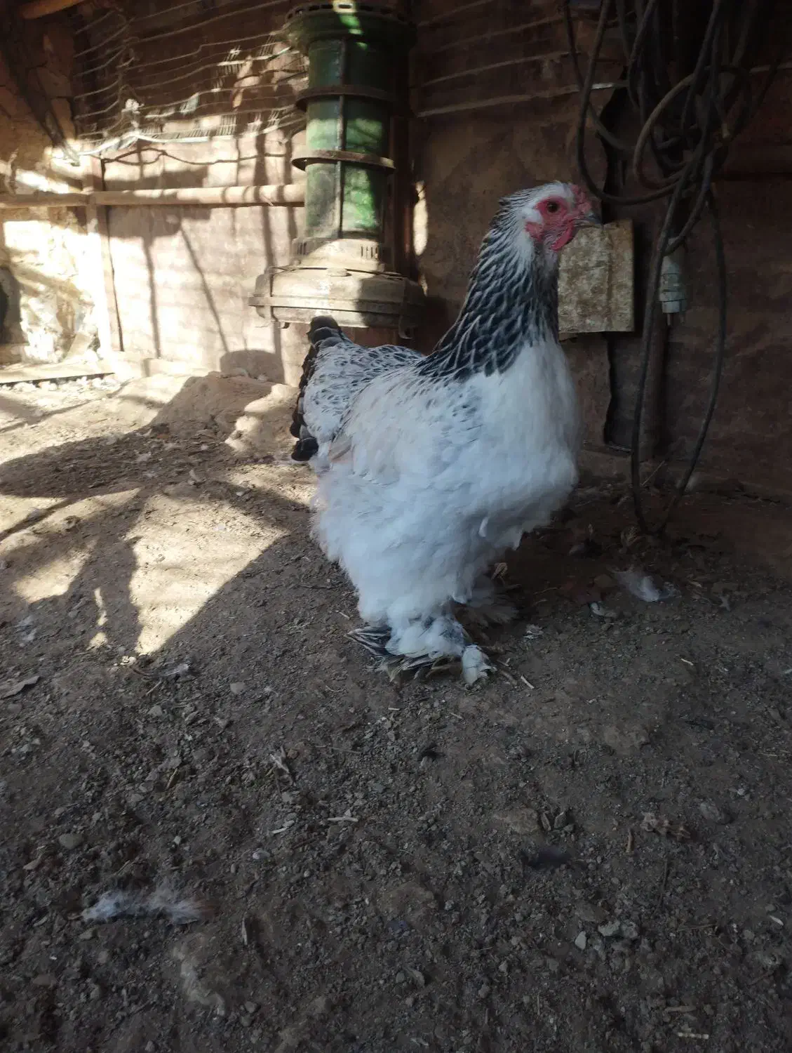 مرغ خروس وارداتی اصل برهما|حیوانات مزرعه|بانه, |دیوار