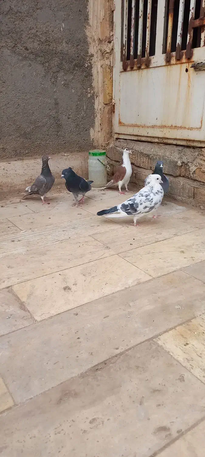 هفت عدد کبوتر|پرنده|قم, باغ کرباسی|دیوار