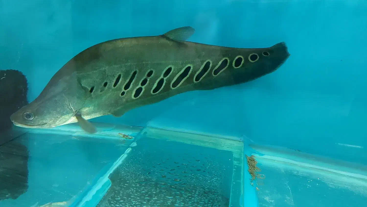 آروانا نایف فایتر|ماهی|مشهد, آزادشهر|دیوار