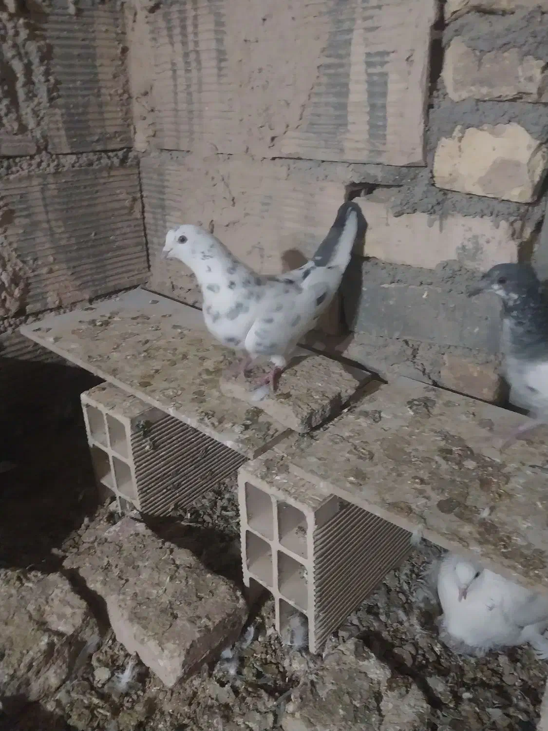 کبوتر سرخ ماده|پرنده|شاهرود, |دیوار