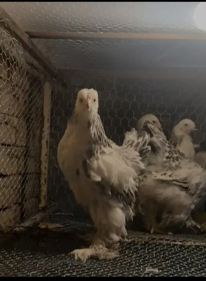 جوجه برهما لایت اصیل|حیوانات مزرعه|قدس, شهر‌قدس|دیوار