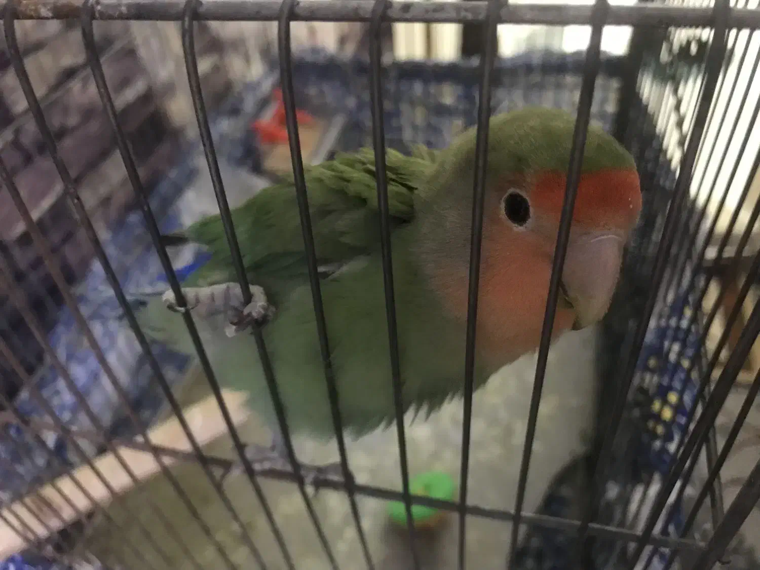 برزیلی با لوازم|پرنده|پرند, فاز ۳|دیوار