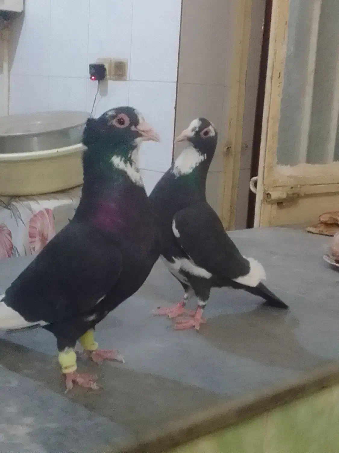 کبوتر|پرنده|هیرمند, |دیوار