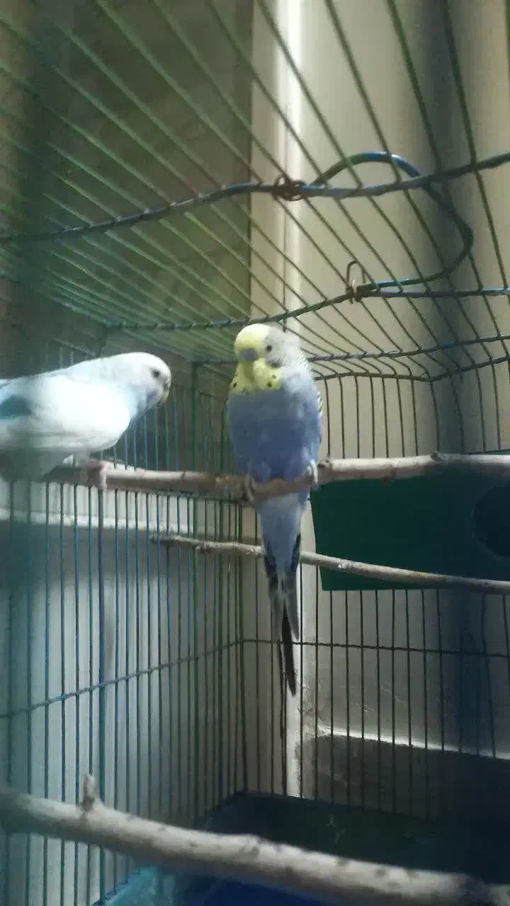 مرغ عشق خوشگل جفت|پرنده|قم, حنیف نژاد|دیوار