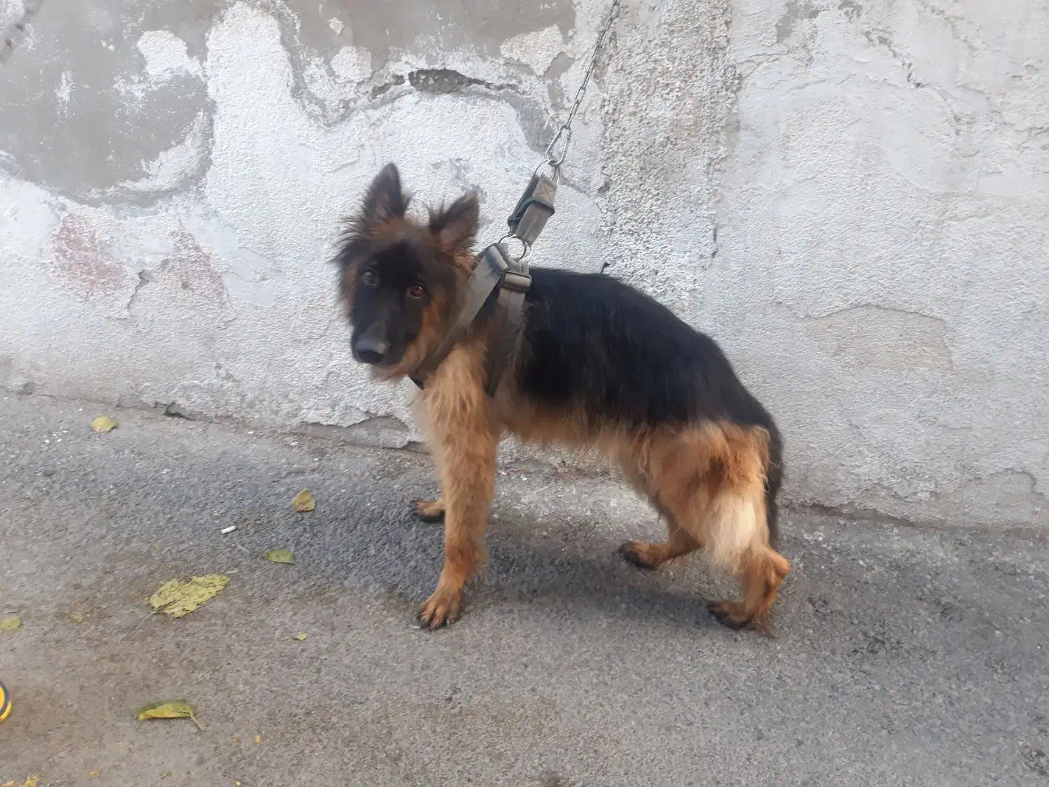 ژرمن شپرد اصیل کلاس A|سگ|رودهن, |دیوار