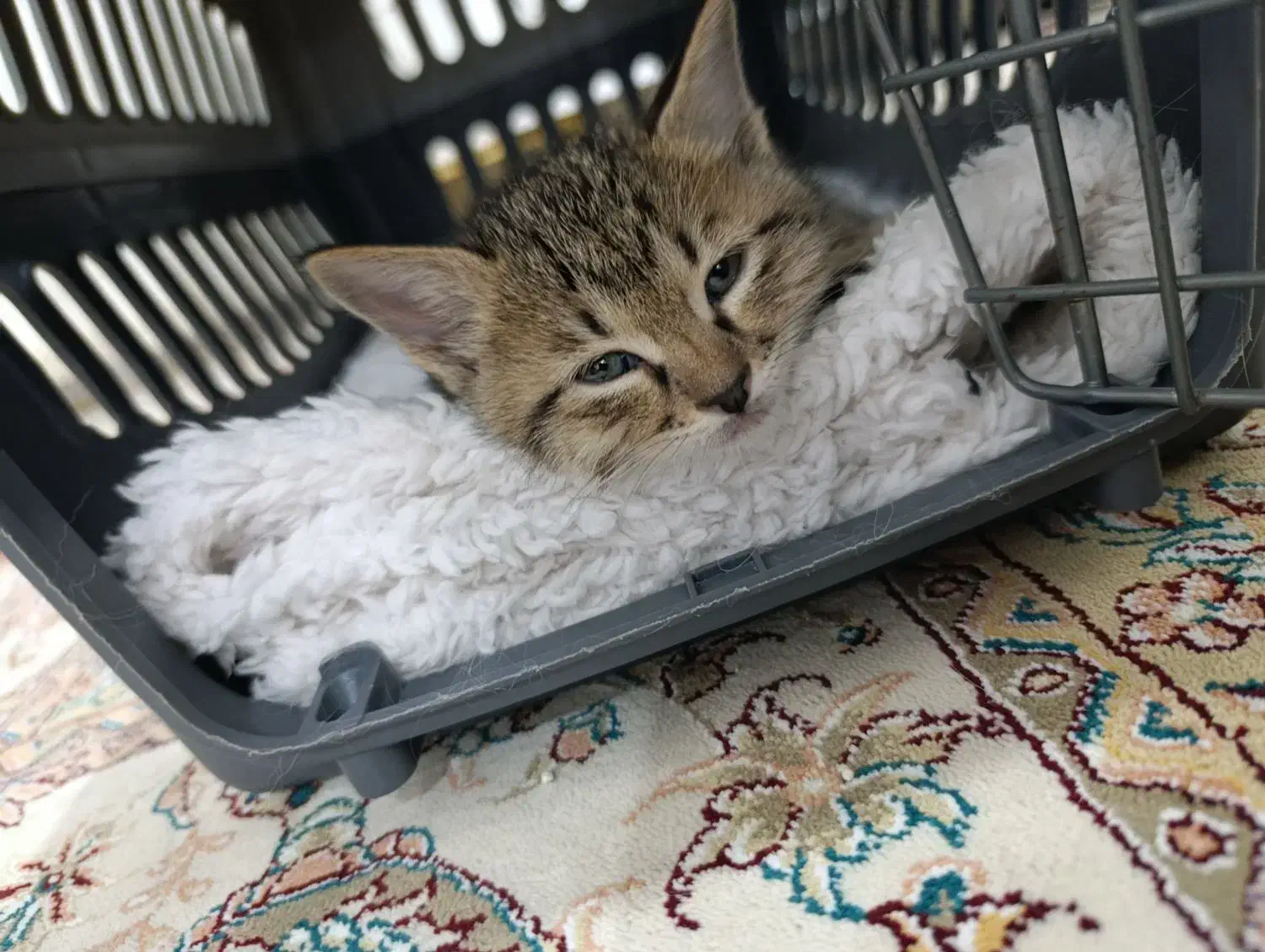 پرشین نر 6‌  ماده 12|گربه|بوشهر, |دیوار