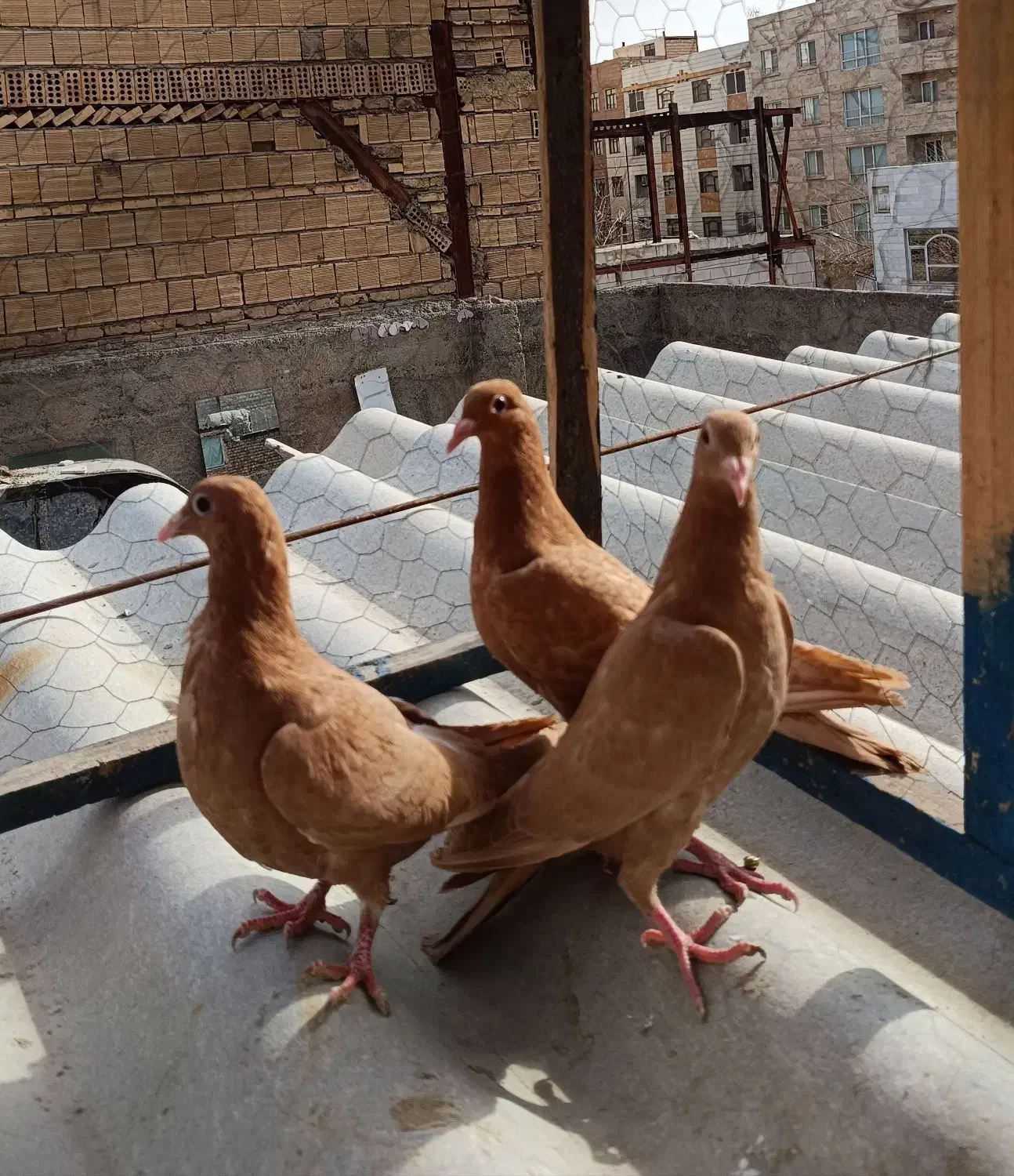 3عددجوجه زرد کرمانی|پرنده|مشهد, ایثار|دیوار