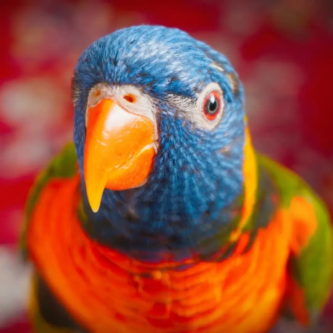 طوطی لوری لوریکیت|پرنده|تبریز, |دیوار