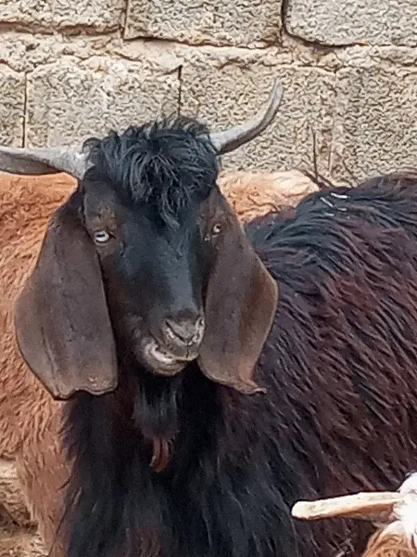 یک عدد بزغاله نر|حیوانات مزرعه|ماهیدشت, |دیوار