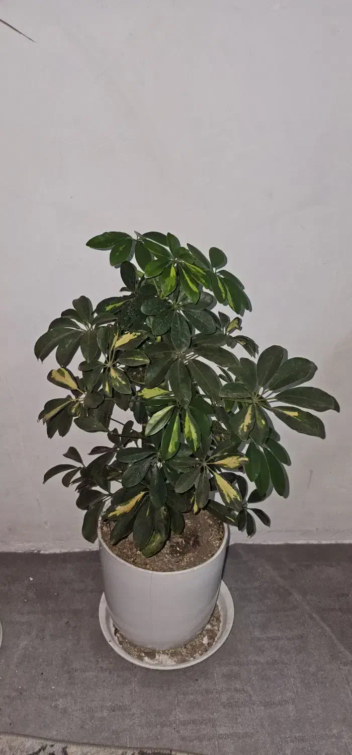 گل طبیعی|گل و گیاه طبیعی|نیشابور, فردوس شمالی|دیوار