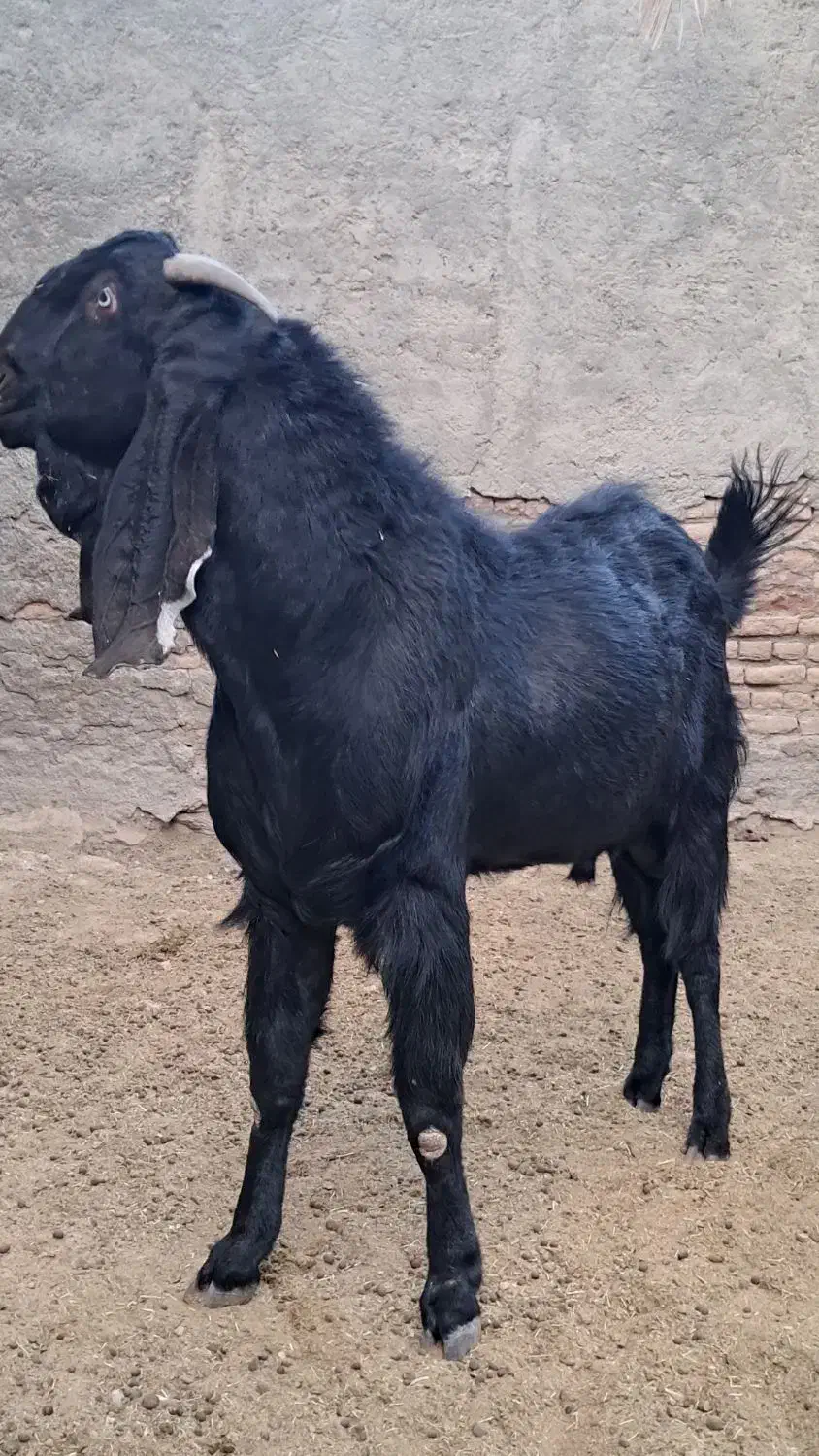 پاچن هیکلی و چاق|حیوانات مزرعه|سراوان, |دیوار