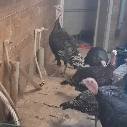 بوقلمون فروشی|حیوانات مزرعه|تربت جام, جامی|دیوار