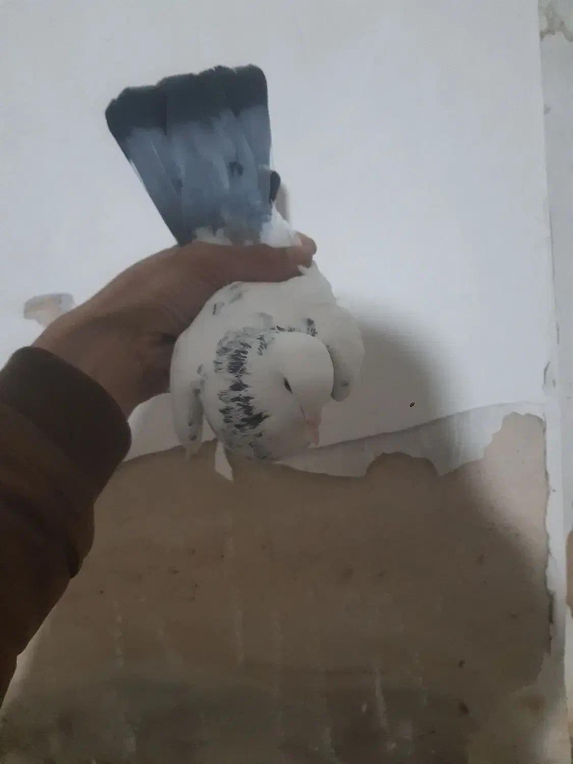 کبوتر اویناخ|پرنده|خسروشاه, |دیوار