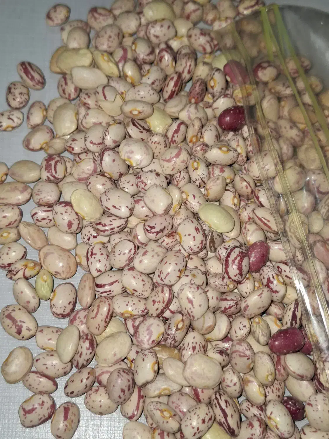 چیتی محلی درجه ۱|خوردنی و آشامیدنی|مرودشت, پشت سایپا‎|دیوار