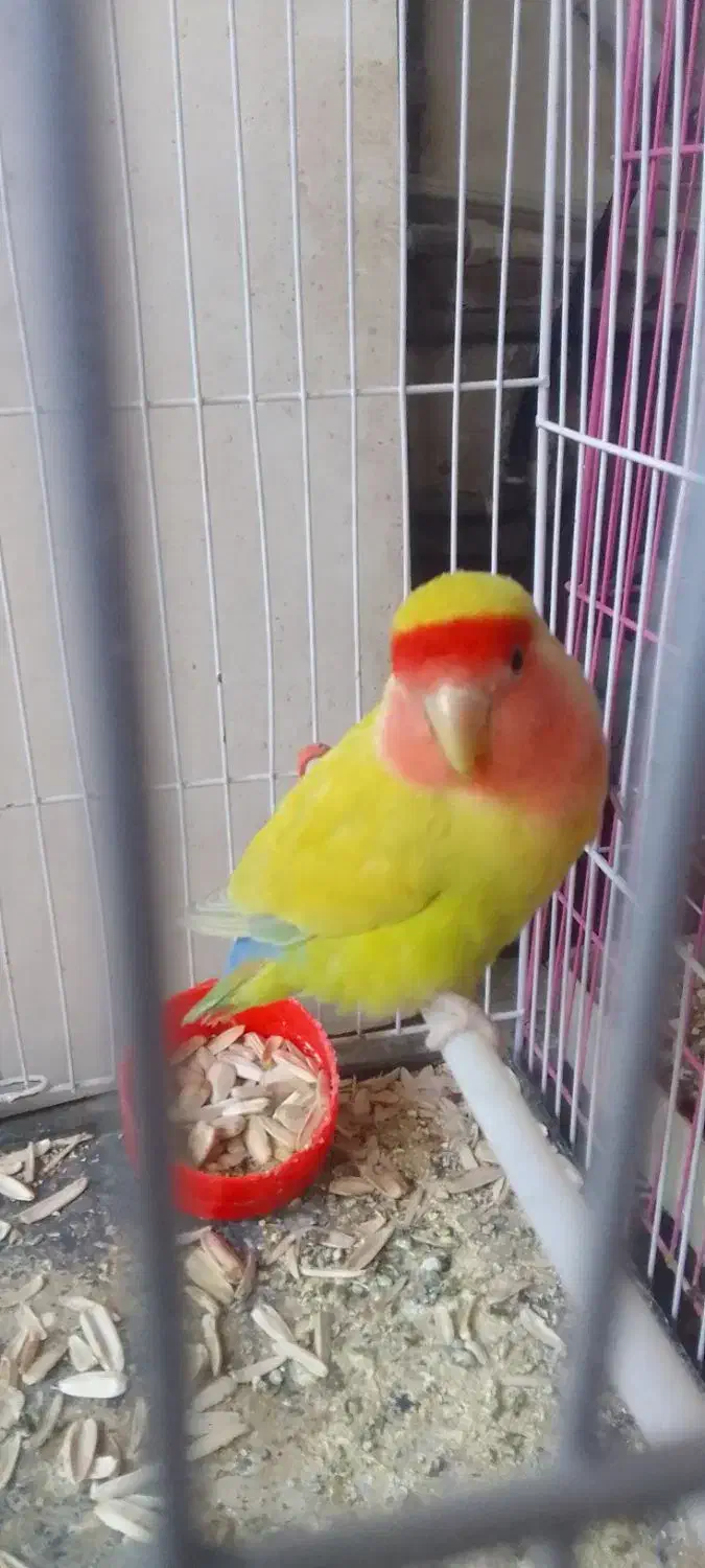 کوتوله برزیلی|پرنده|کاشمر, |دیوار