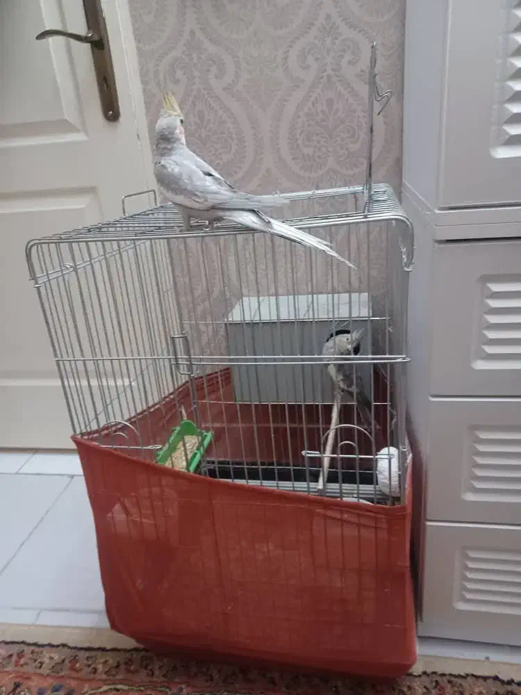 عروس هلندی|پرنده|پردیس, فاز ۴|دیوار