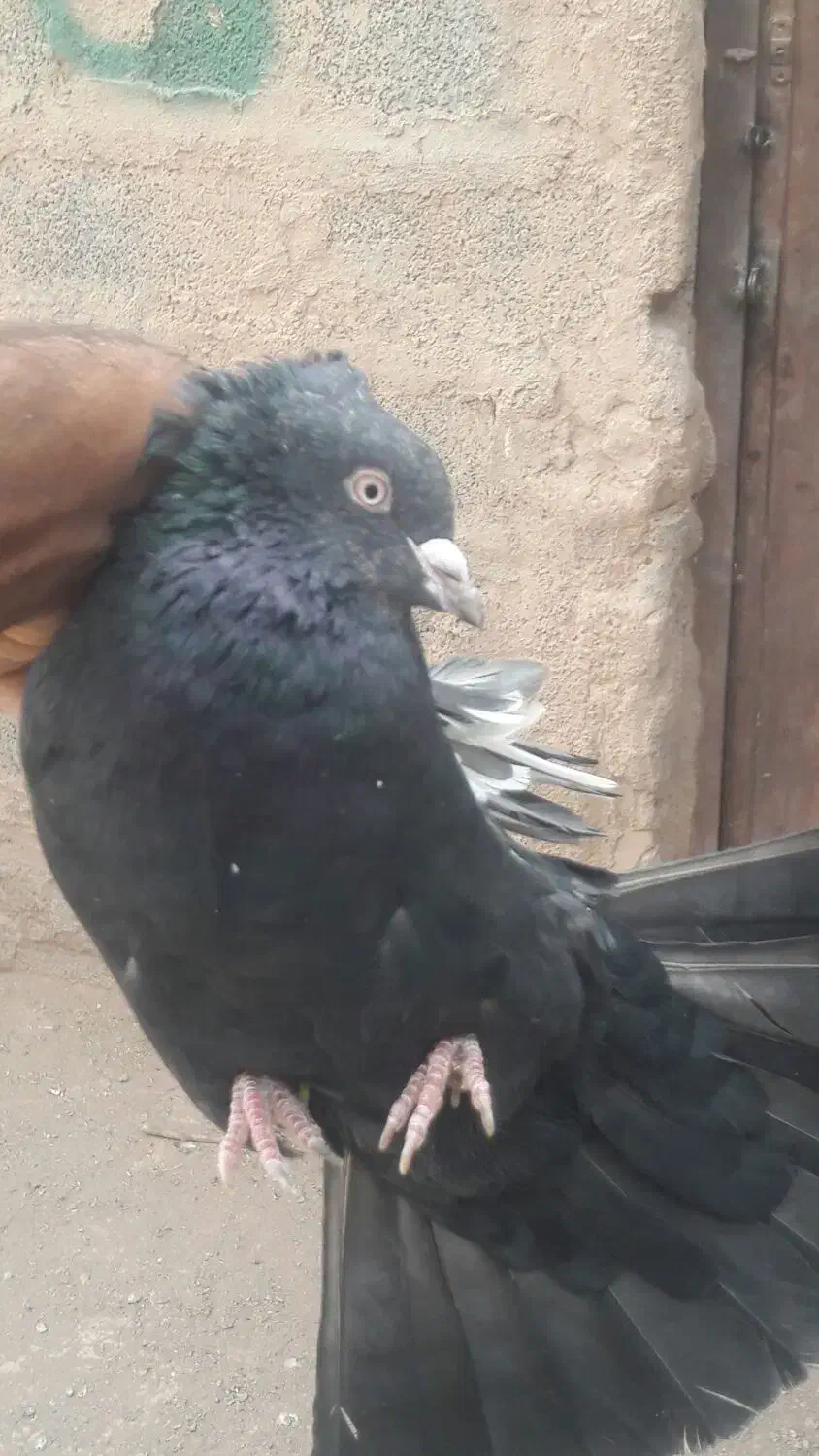 سینه سیاه نر سرسیاه|پرنده|رفسنجان, |دیوار