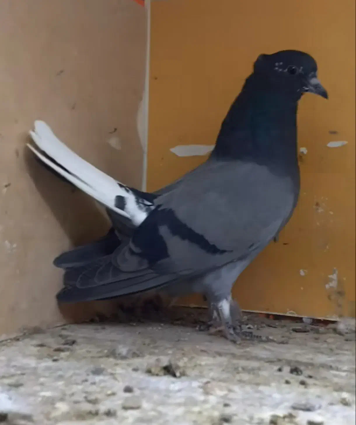 خرید کله ماستی و دم سفید|پرنده|قره ضیاالدین, |دیوار