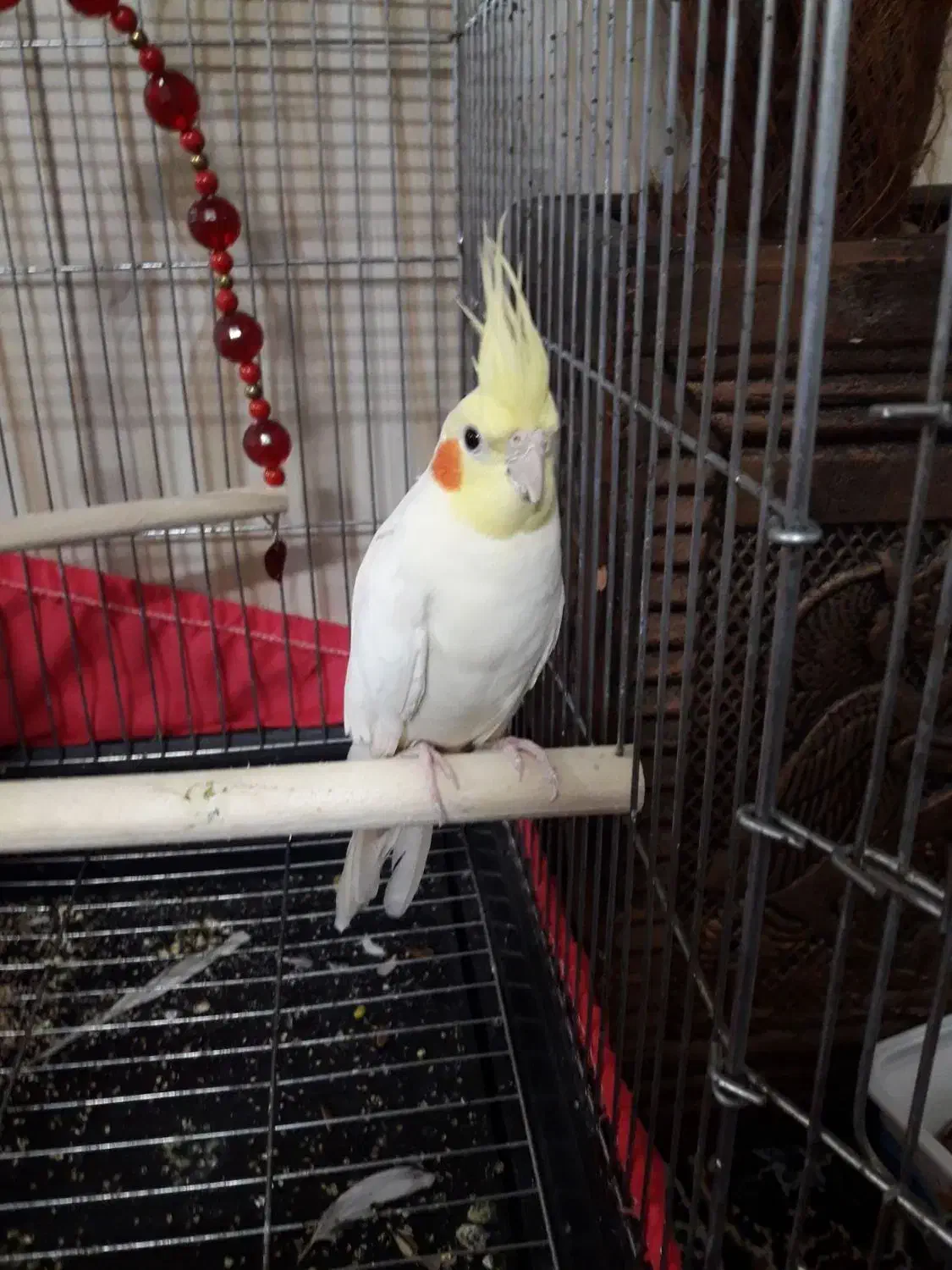 نر خوب|پرنده|قلعه نو, |دیوار