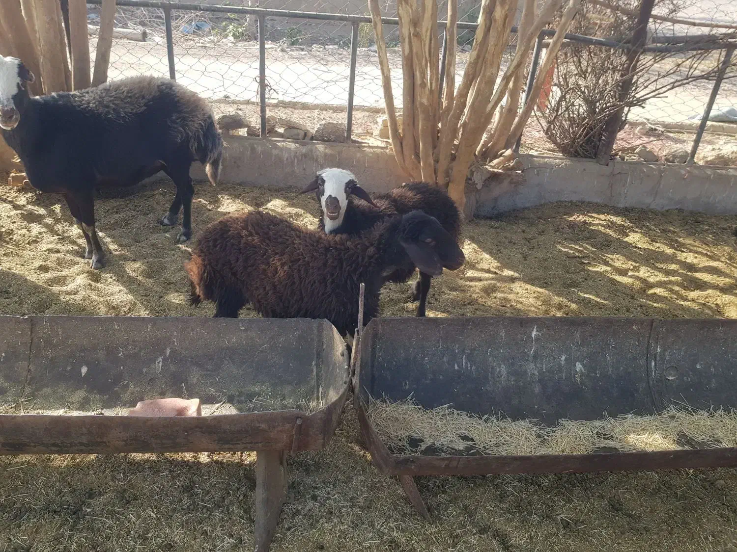 حیوانات مزرعه|حیوانات مزرعه|اصفهان, هفتون|دیوار