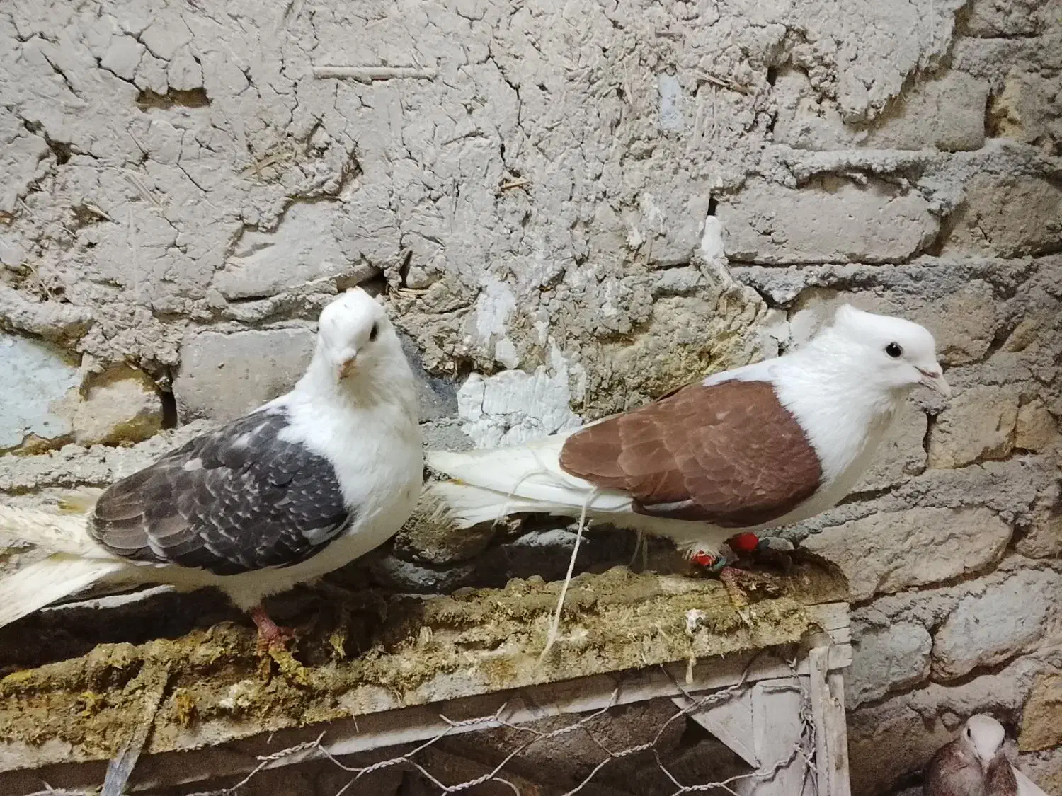 یه جفت پشت خوشگل|حیوانات|شیروان (خراسان), |دیوار