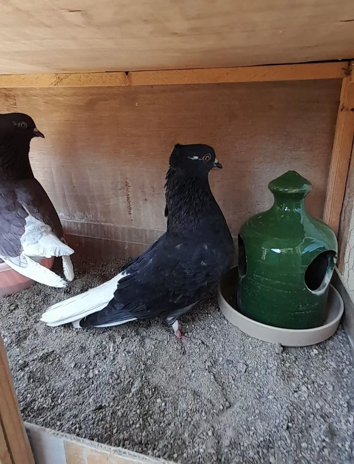 کبوتر نروماده|پرنده|ساوه, |دیوار