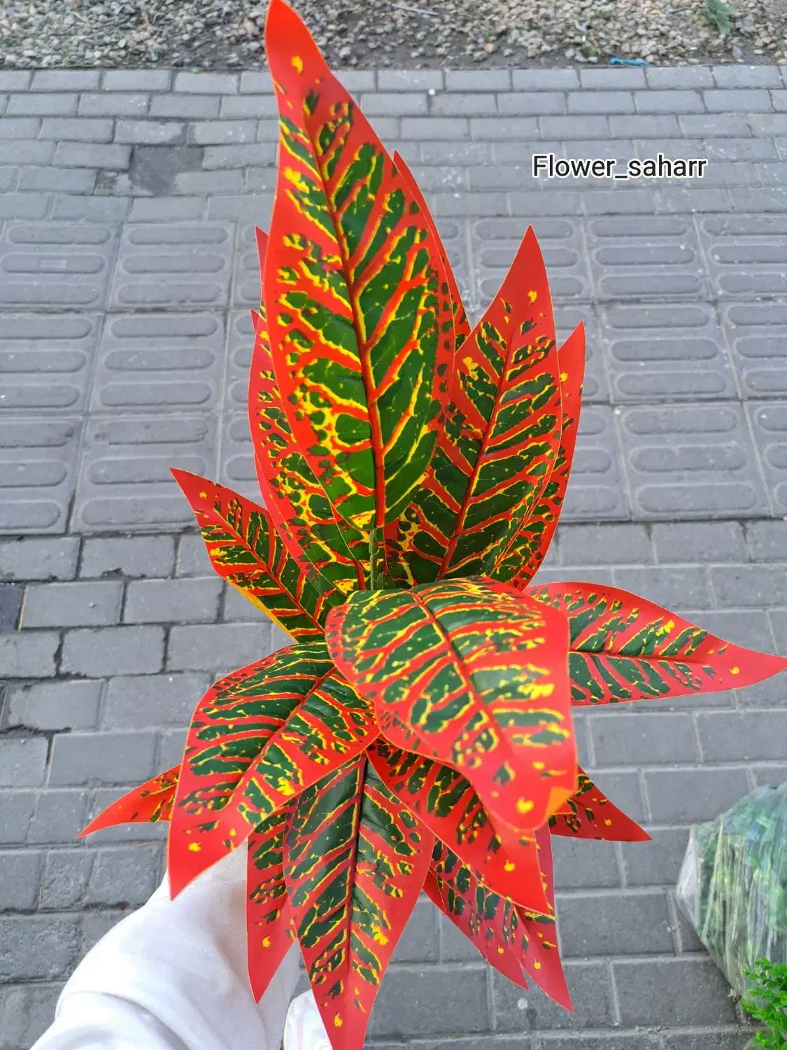 گلمصنوعی دیفن باخیا|گل مصنوعی|تبریز, |دیوار