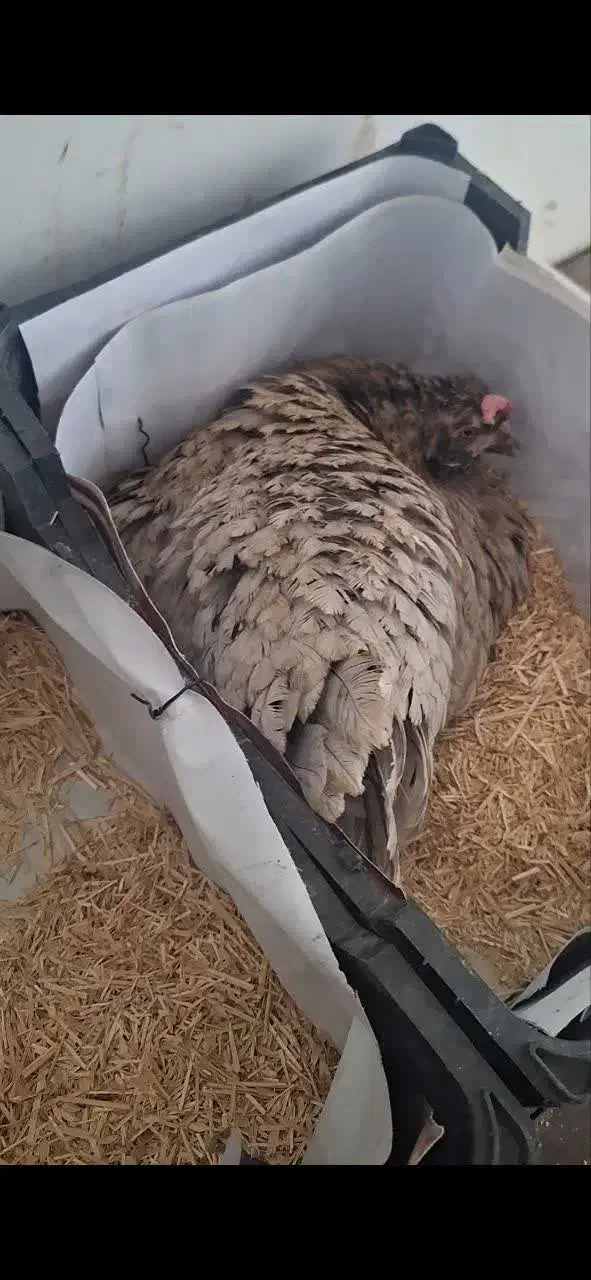 تخم مرغ نطفه دار گلین|حیوانات مزرعه|قم, بیانی|دیوار