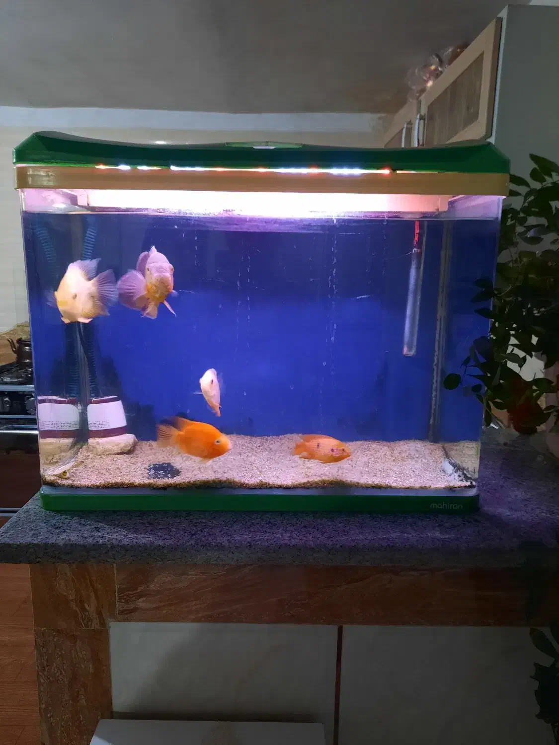 آکواریوم|ماهی|صفائیه, |دیوار