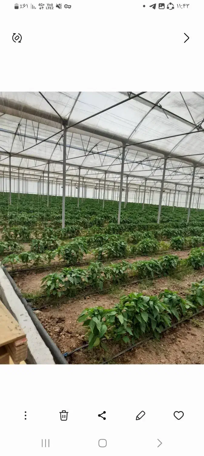 شهرک گلخانه ای|فروش دفتر صنعتی، کشاورزی، تجاری|قزوین, |دیوار