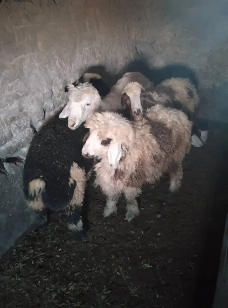 بره نژاددار ماده قیمت مناسب بردسیر|حیوانات مزرعه|کرمان, |دیوار