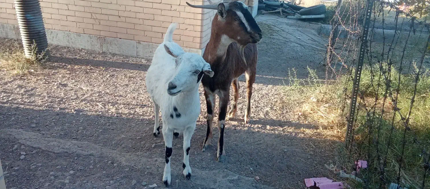 فروشی|حیوانات مزرعه|سیرجان, |دیوار