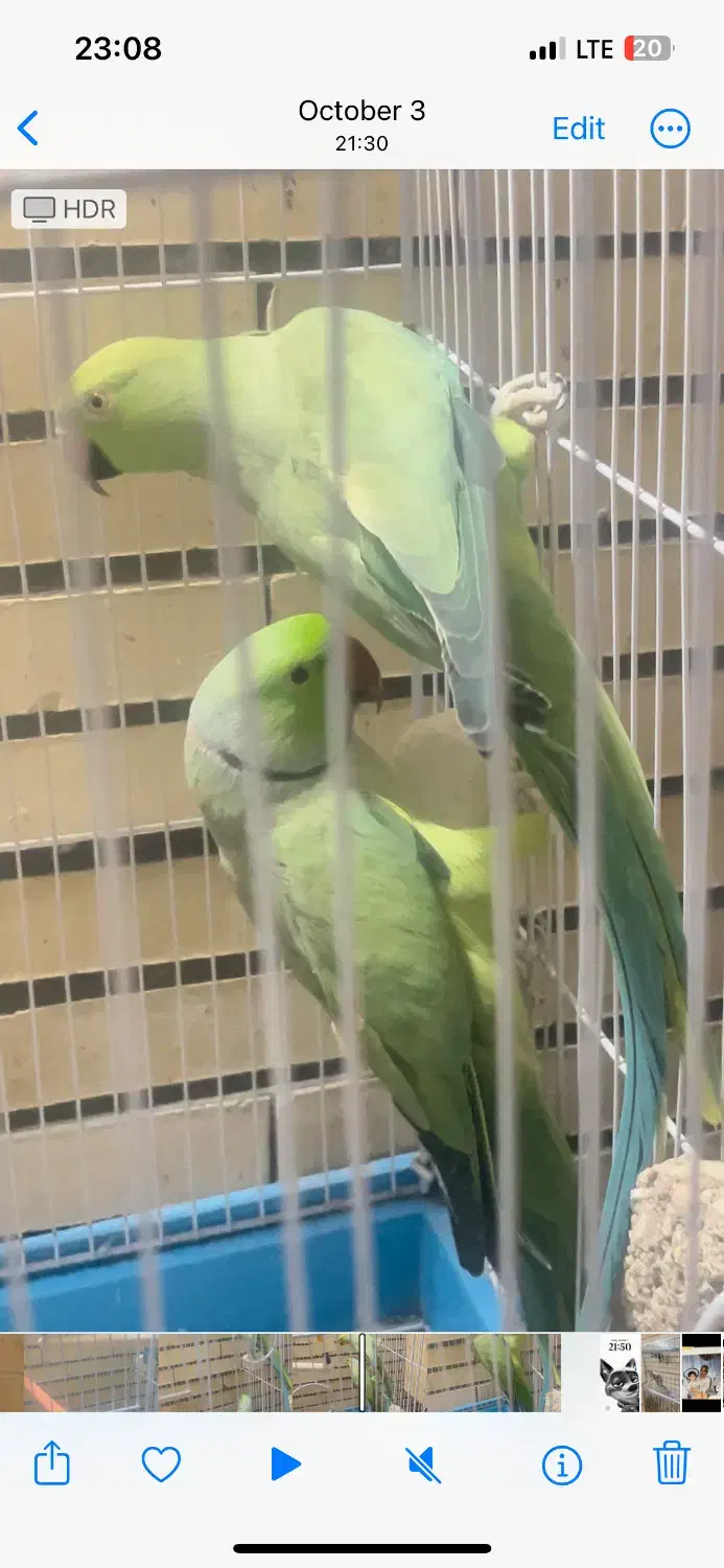 جفت طوطی ملنگو و گرینچیک|پرنده|زرند, |دیوار