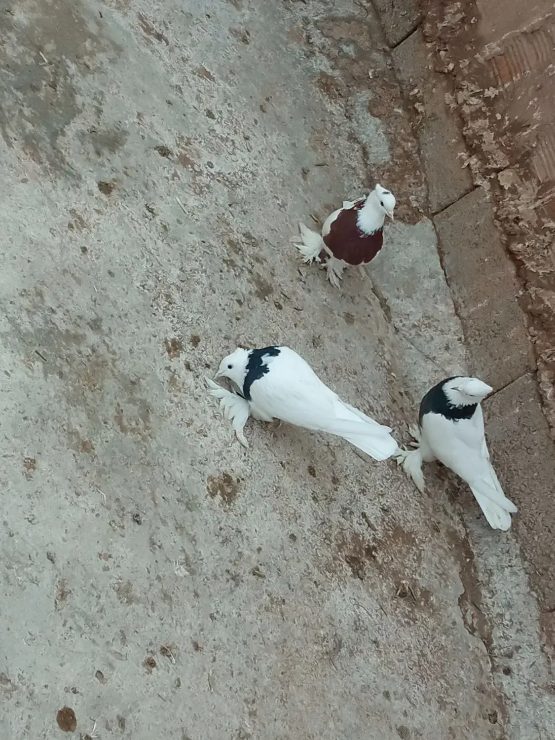 کبوتر طوقی|پرنده|کشکسرای, |دیوار