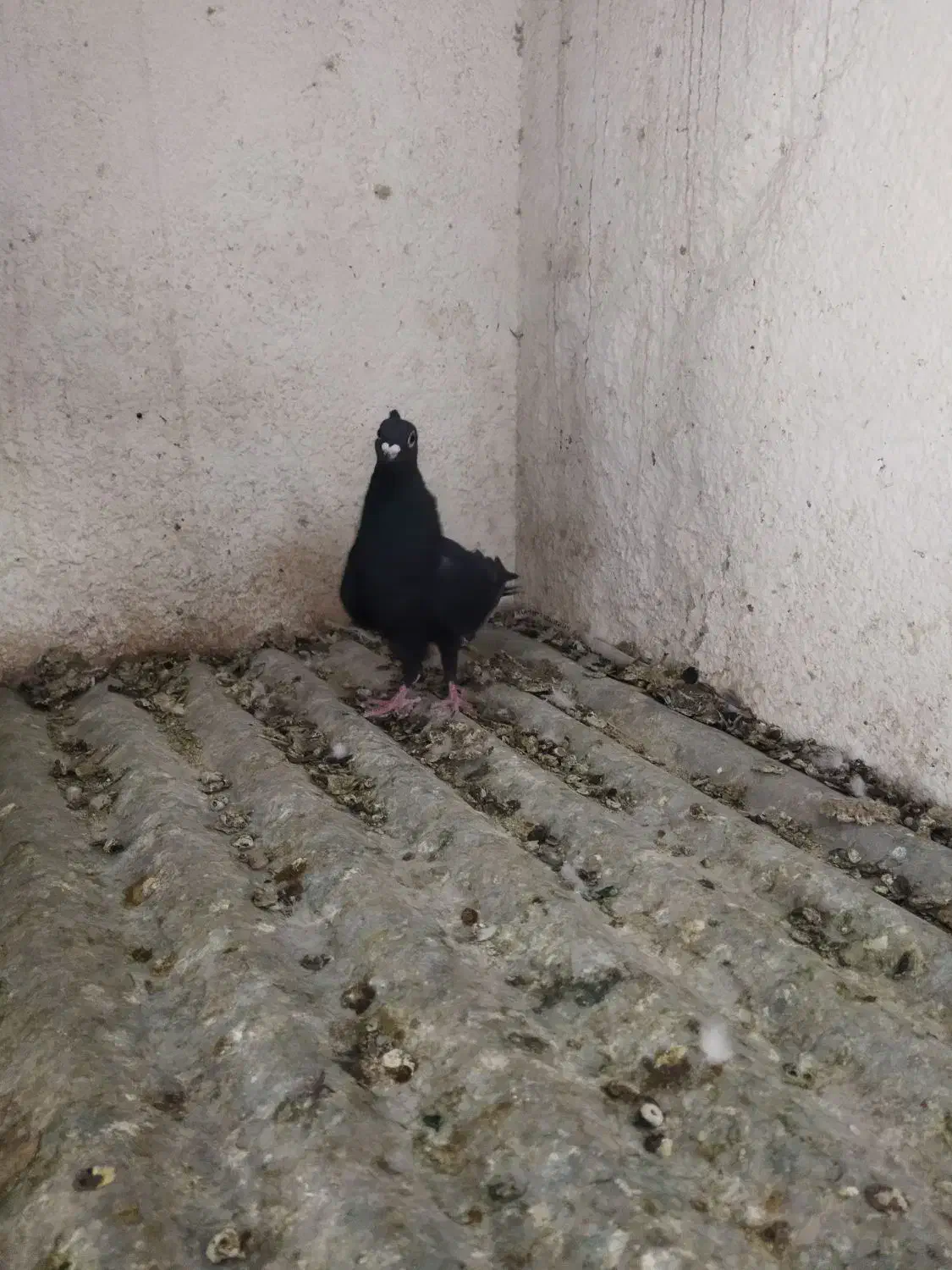کفترکبوتر|پرنده|شیراز, مسلم|دیوار