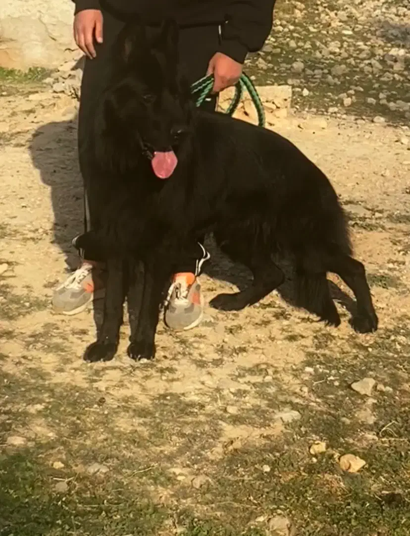 ژرمن بلک.کشش ژرمن|سگ|مرودشت, تخت جمشید|دیوار