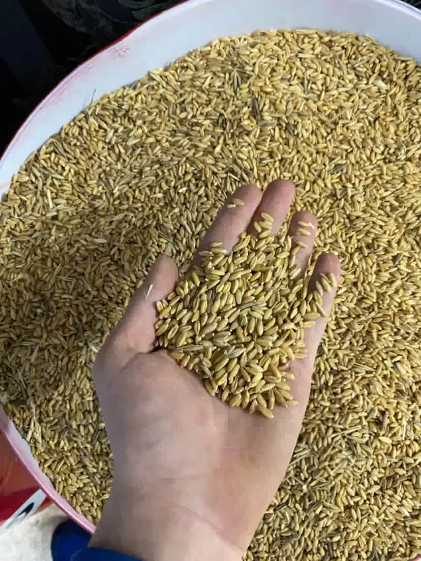 حبوبات|خوردنی و آشامیدنی|پاکدشت, خاتون آباد|دیوار