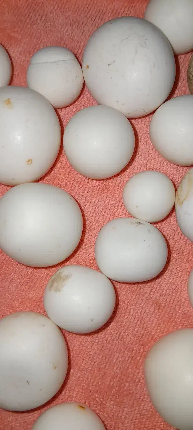 سنگ اسیاب قیمتی|جواهرات|بروجرد, |دیوار