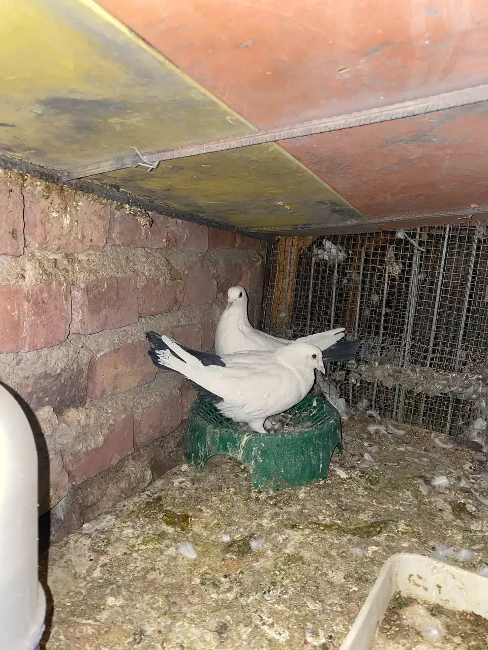 کبوتر|پرنده|زرند, |دیوار