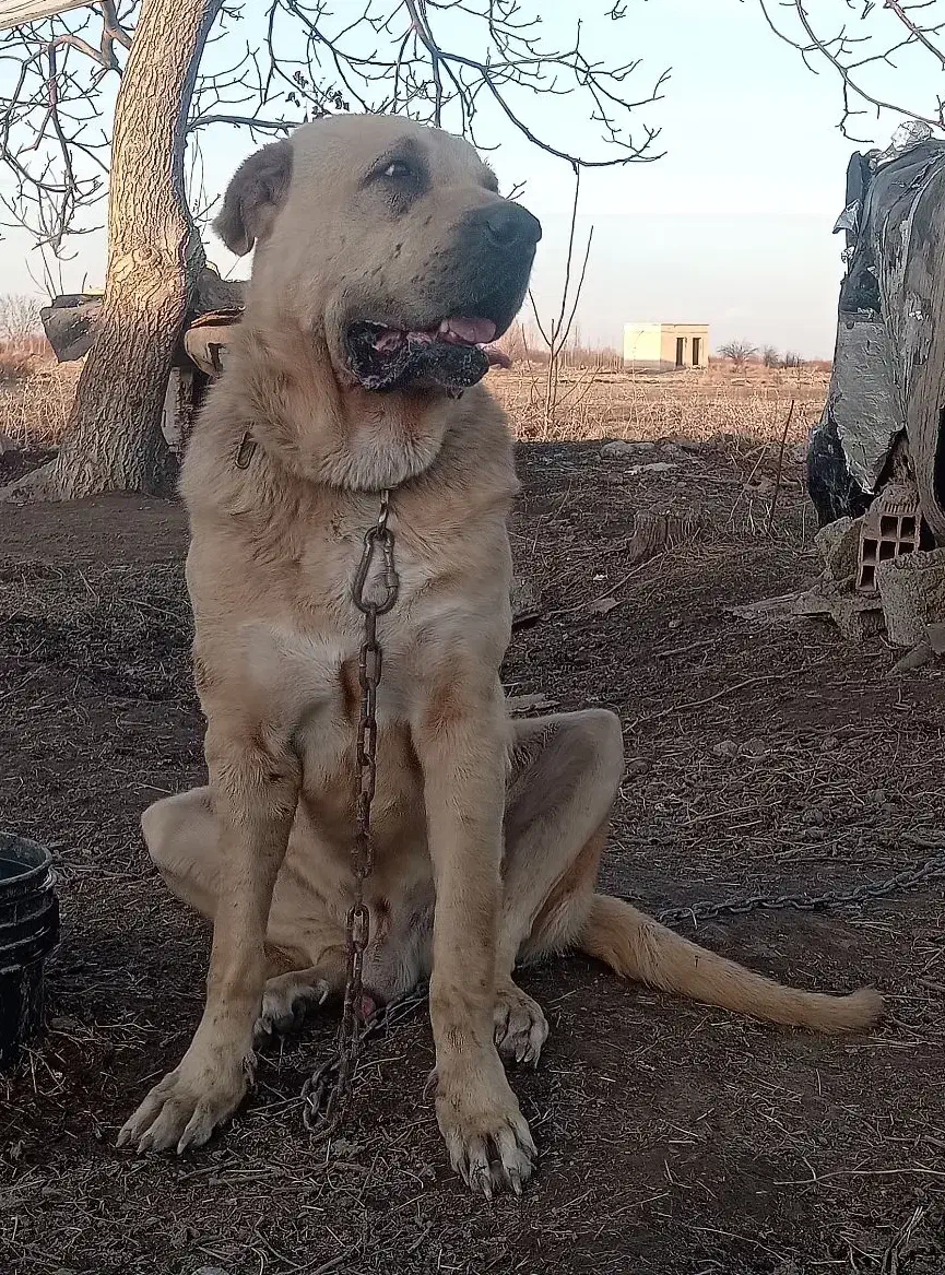 سگ عراقی|سگ|ارومیه, |دیوار