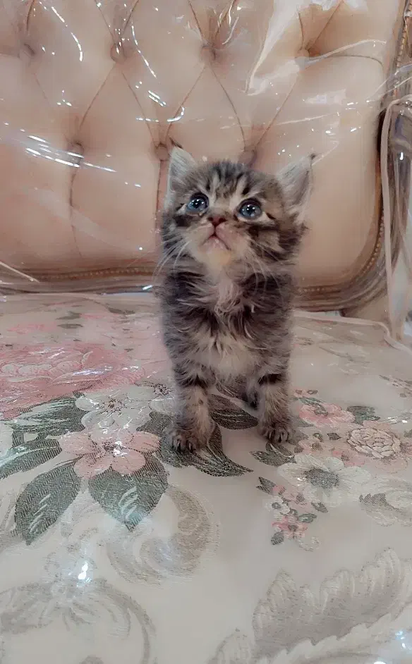 دنیای گربه ها|گربه|ری, شهرری|دیوار