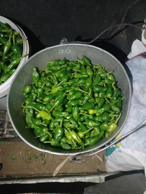 فلفل|خوردنی و آشامیدنی|نهاوند, |دیوار