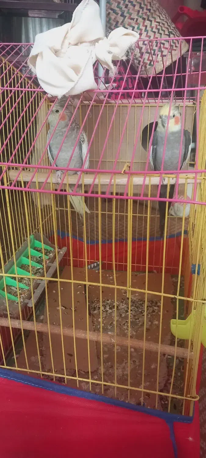 عروس هلندی|پرنده|شادگان, |دیوار