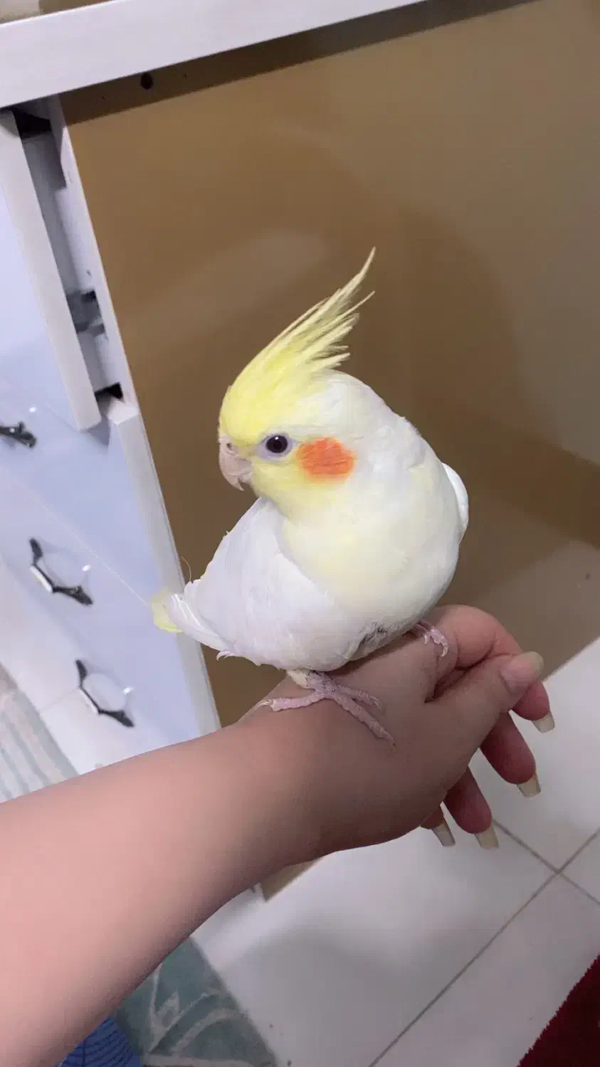 دو جفت عروس هلندی نر و ماده|پرنده|اسفراین, |دیوار