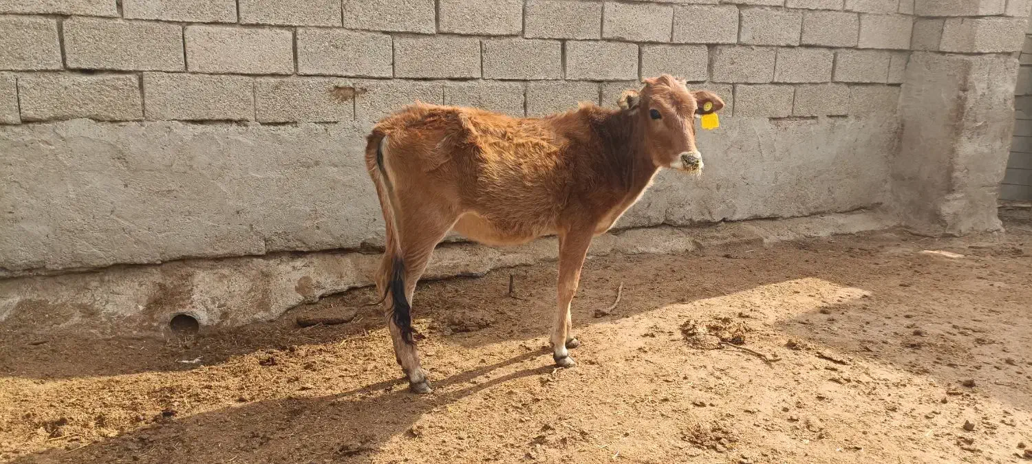 گوساله ماده|حیوانات مزرعه|بندر ماهشهر, |دیوار