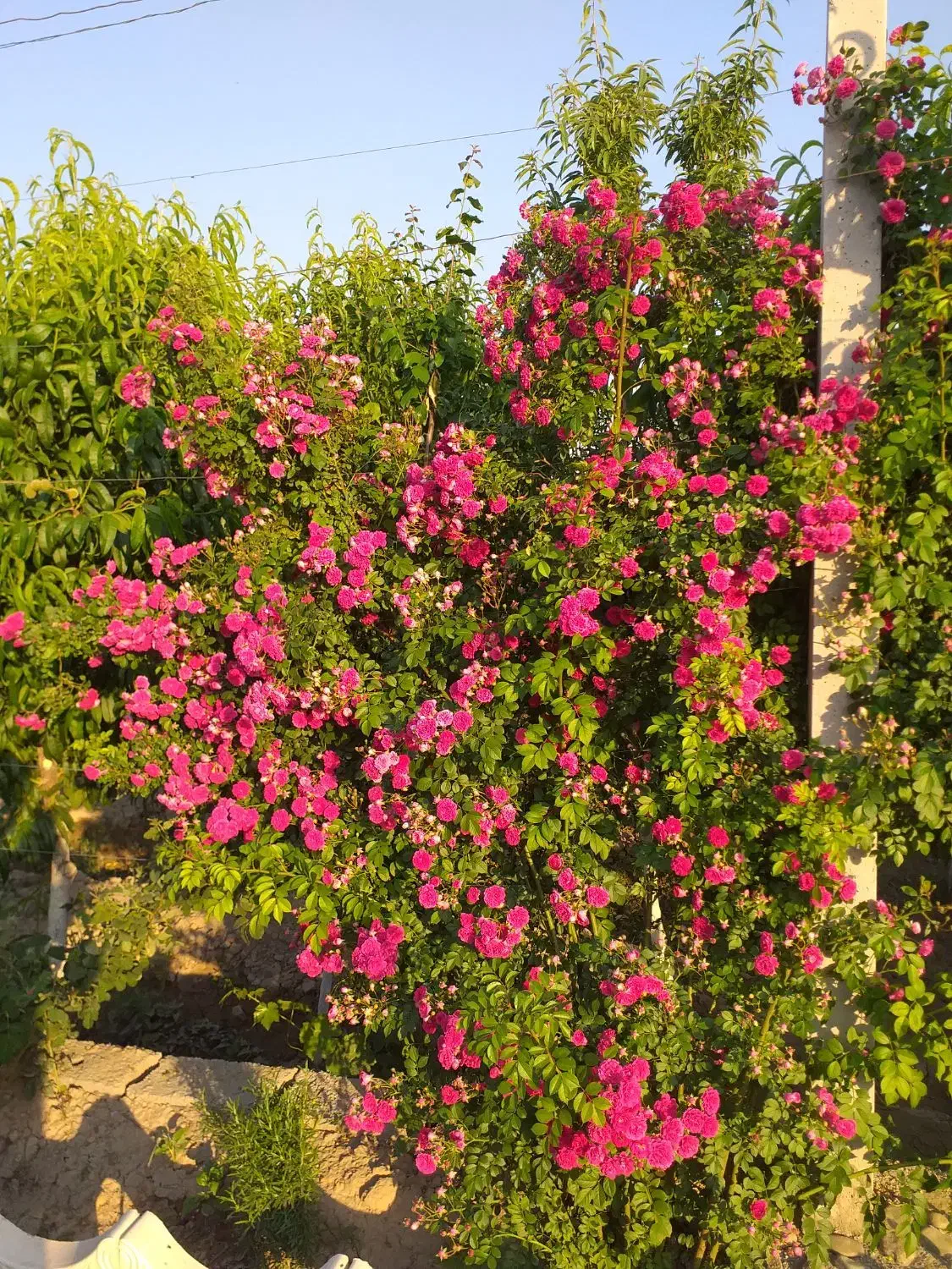 باغچه فروشی یا معاوضه|فروش زمین و ملک کلنگی|شهریار, اسکمان|دیوار