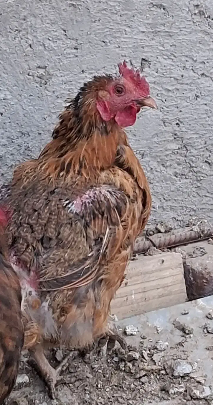 مرغ بالغ جوجه و نیمچه و خروس|حیوانات مزرعه|زاهدان, |دیوار